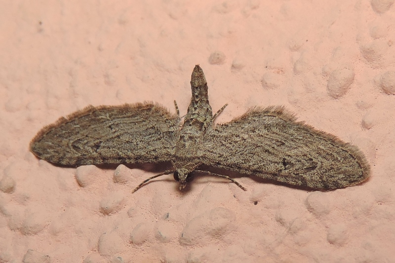 Eupithecia unedonata MABILLE, 1868
