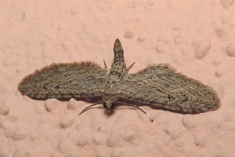 Eupithecia unedonata MABILLE, 1868