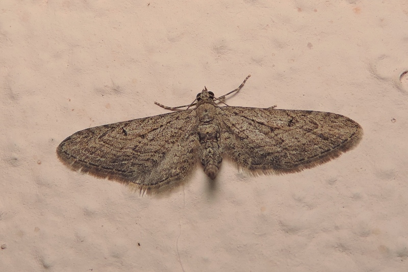 Eupithecia unedonata MABILLE, 1868