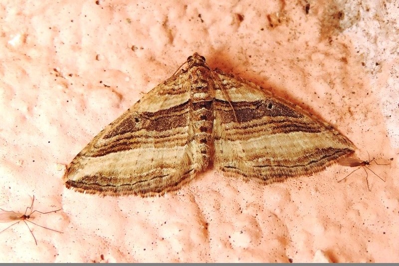 Costaconvexa polygrammata (Geometridae)