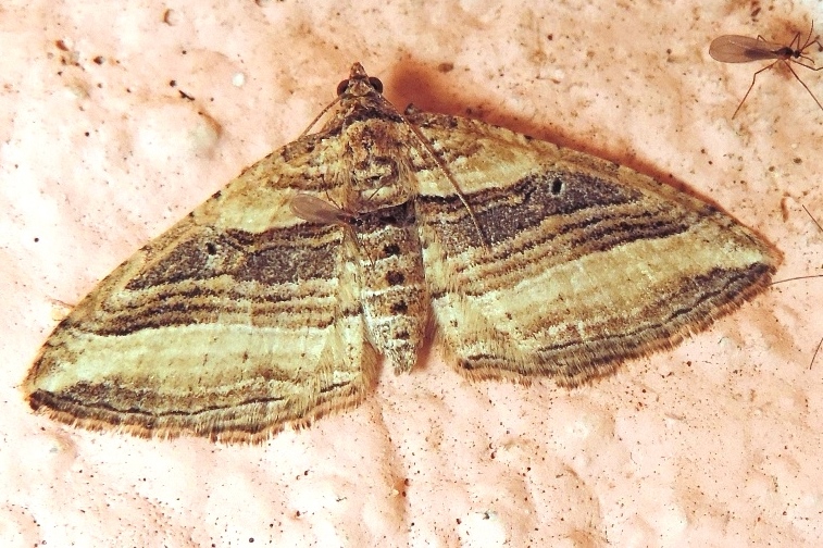 Costaconvexa polygrammata (Geometridae)