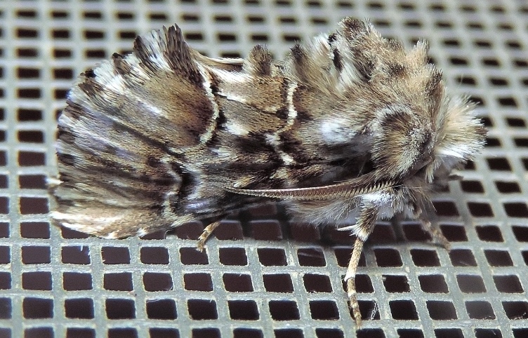 Cleonymia (Cleonymia) baetica (Rambur, [1837])-Noctuidae