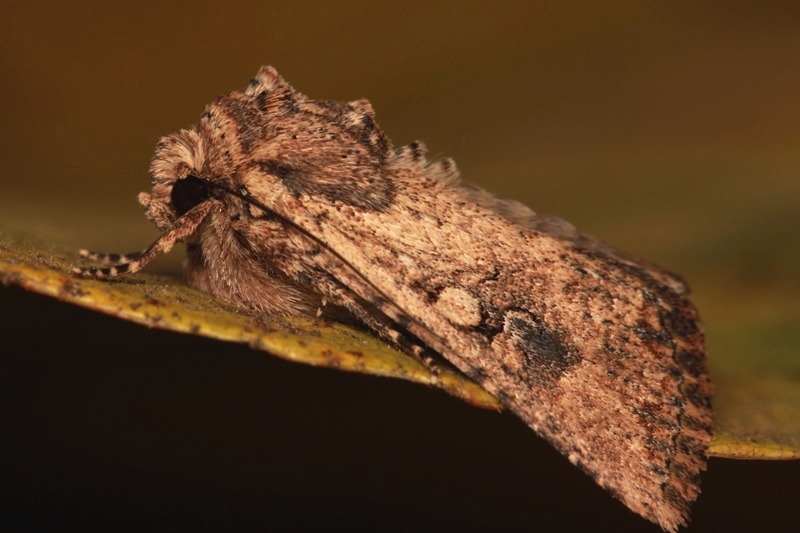 Mythimna (Morphopoliana) languida