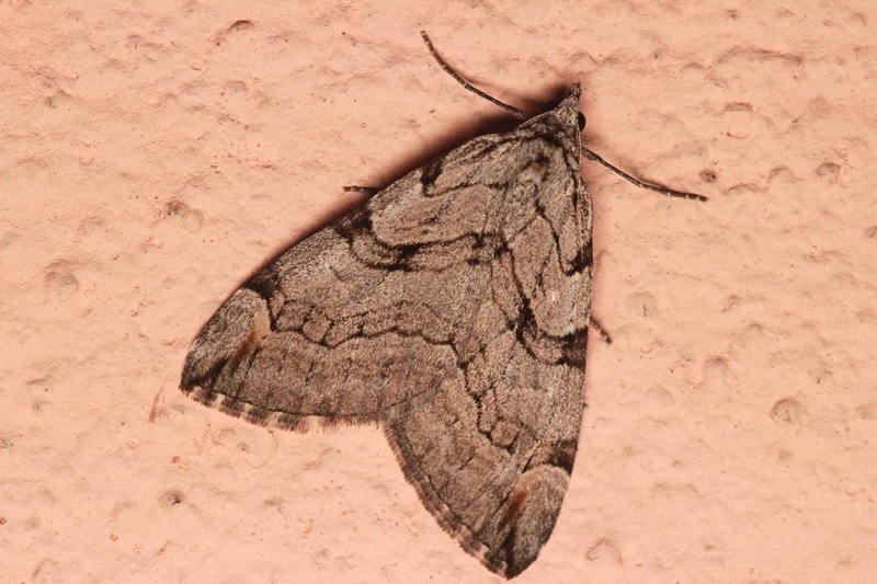 Aplocera corsalta (SCHAWERDA, 1928)