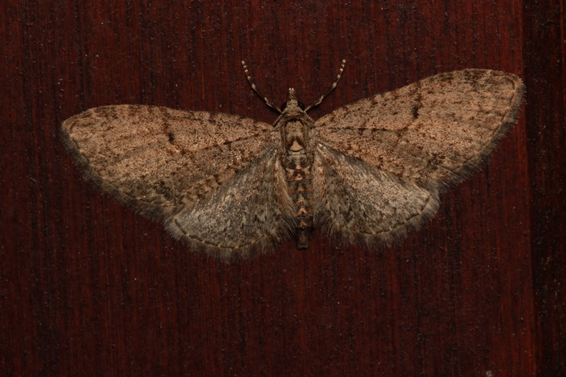 Eupithecia lentiscata MABILLE, 1869