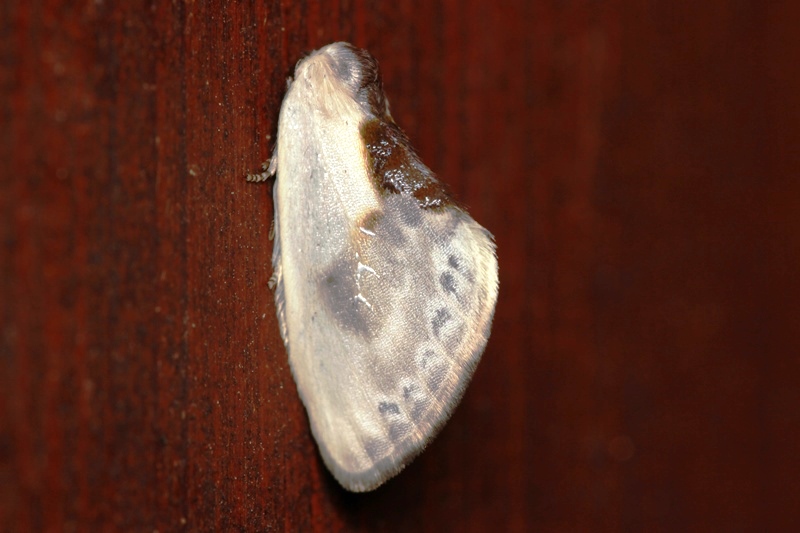 Cilix glaucata (Drepanidae)