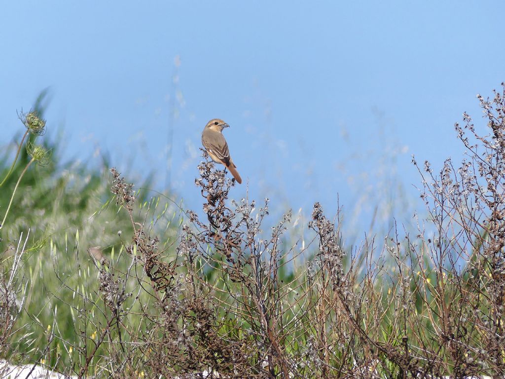 Averla isabellina (Lanius isabellinus)