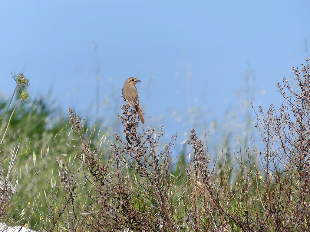 Averla isabellina (Lanius isabellinus)