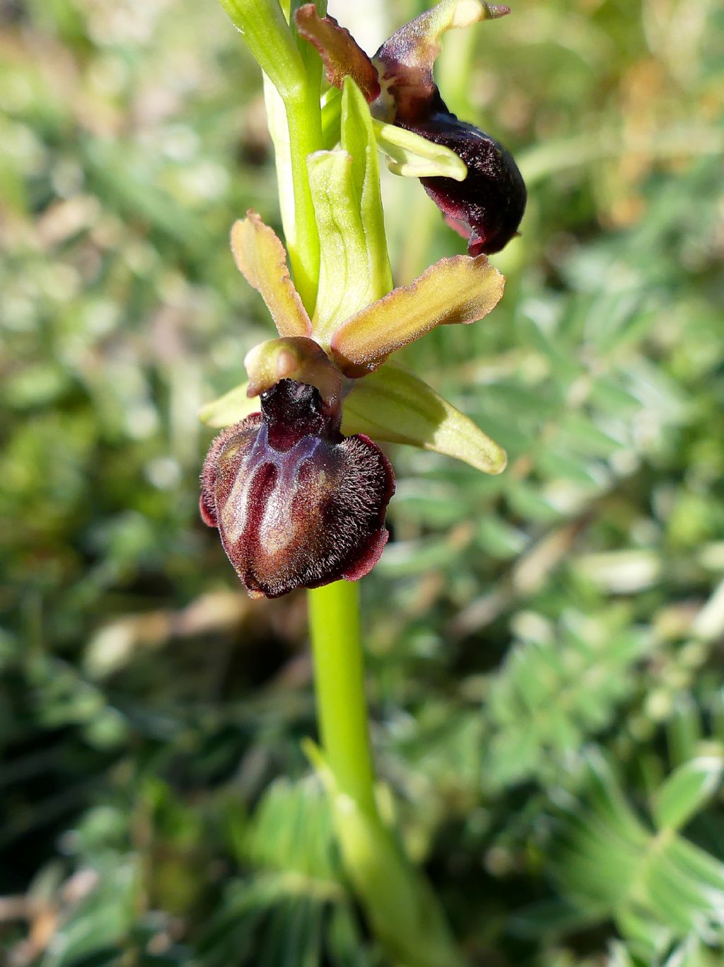 Richiesta Id Orchidea Gargano