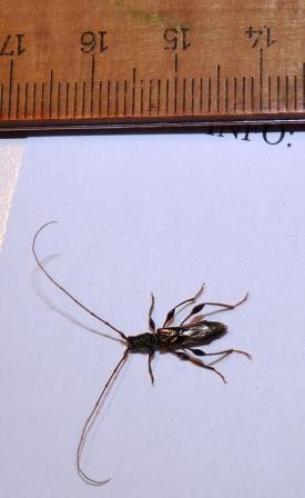 Cerambycidae: Molorchus minor