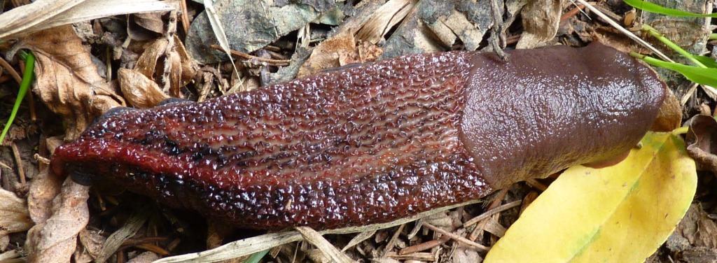 Limax dacampi da Cenate sopra (BG)