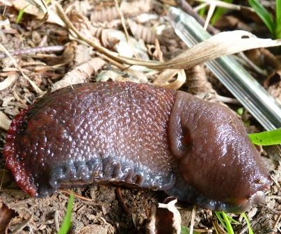 Limax dacampi da Cenate sopra (BG)