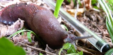 Limax dacampi da Cenate sopra (BG)