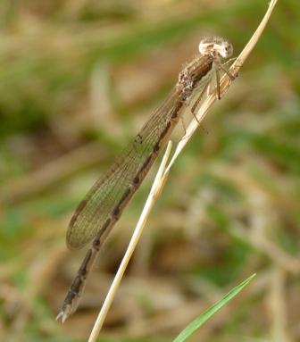 Sympecma fusca