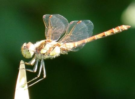 Sympetrum striolatum