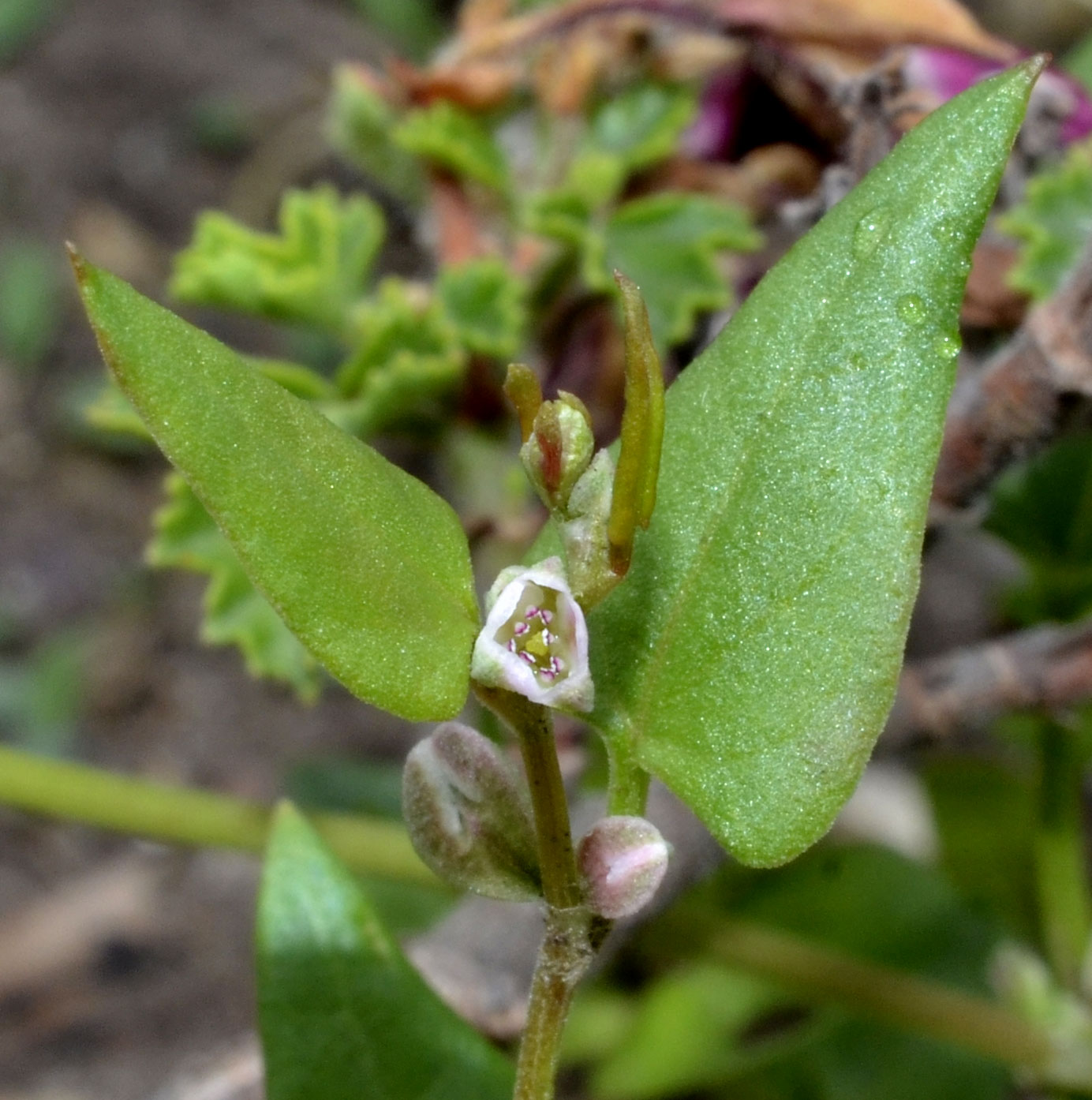 Fallopia convolvulus / Poligono convolvolo