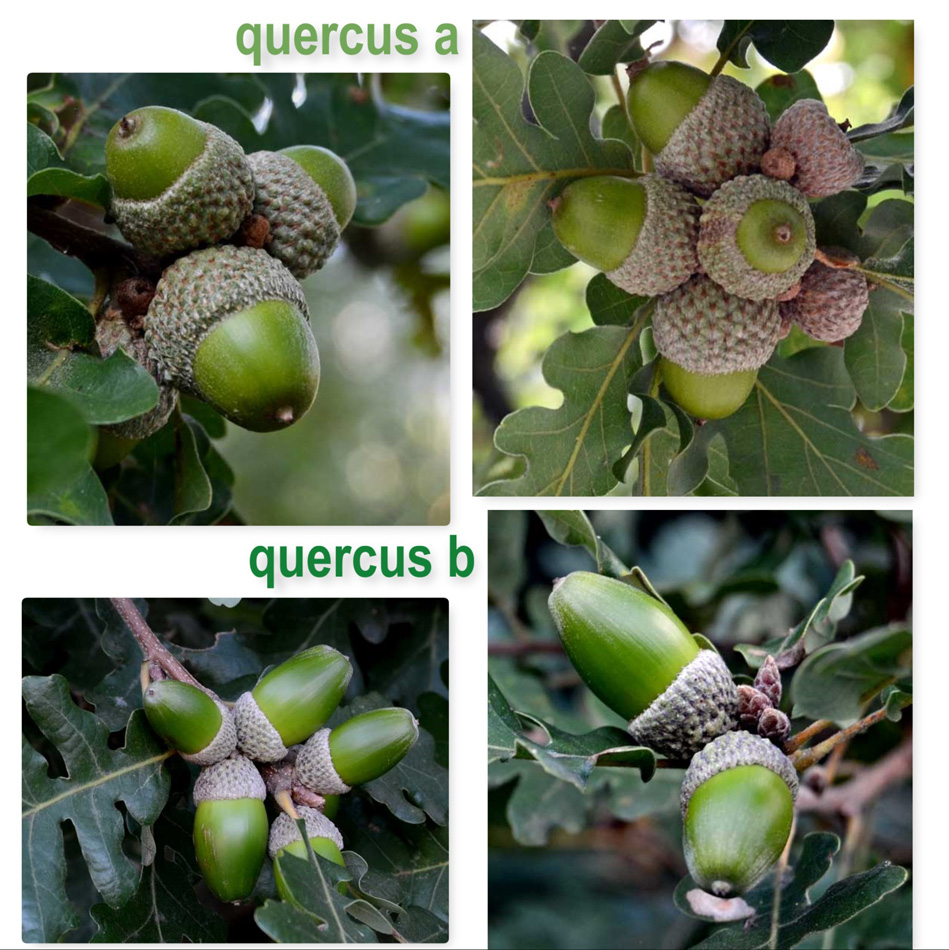 querce