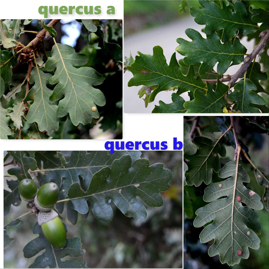 querce