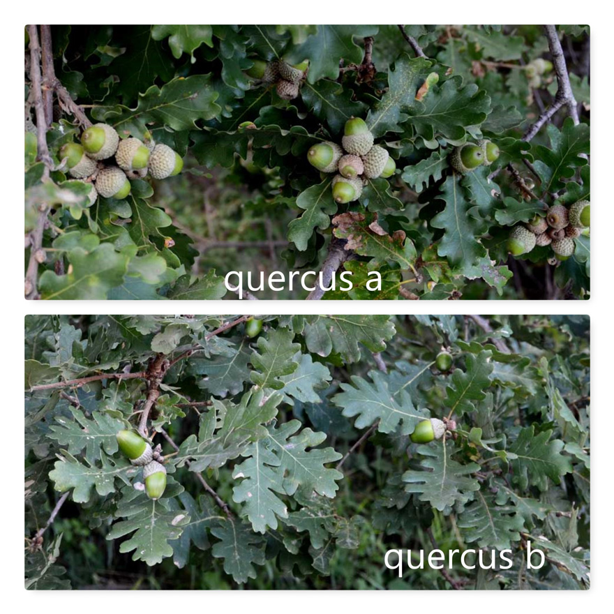 querce