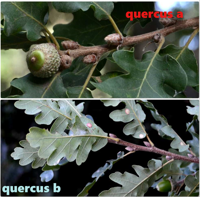 querce