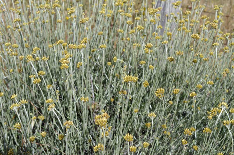 sui monti Helichrysum cfr. italicum