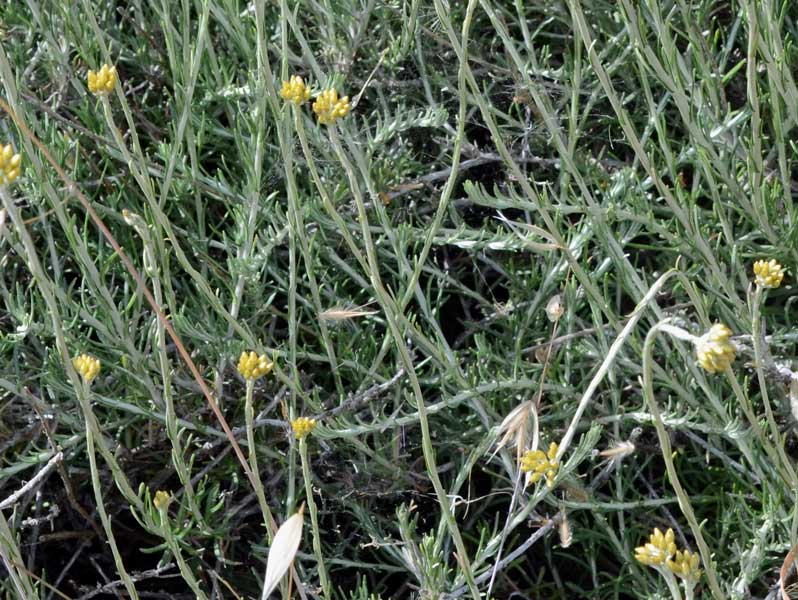 sui monti Helichrysum cfr. italicum