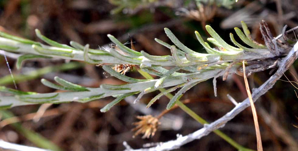 sui monti Helichrysum cfr. italicum