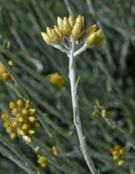sui monti Helichrysum cfr. italicum