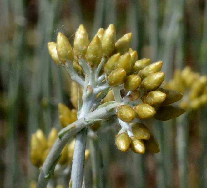 sui monti Helichrysum cfr. italicum