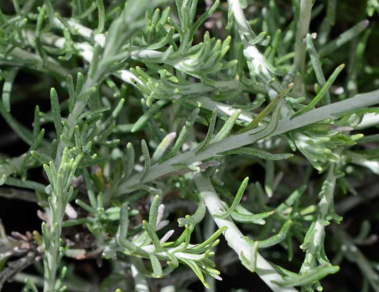 sui monti Helichrysum cfr. italicum