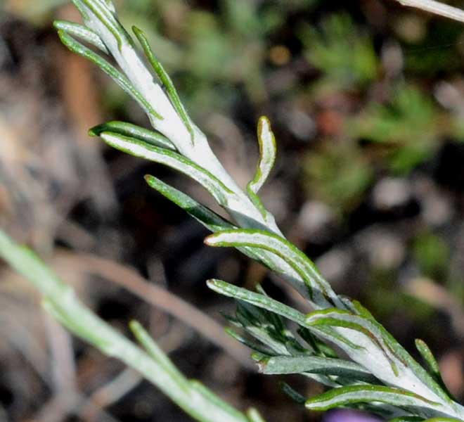 sui monti Helichrysum cfr. italicum