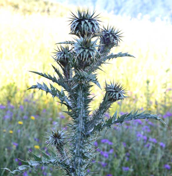 in alta montagna: rovo spiosissino?  No, Asteraceae: Onopordum illyricum