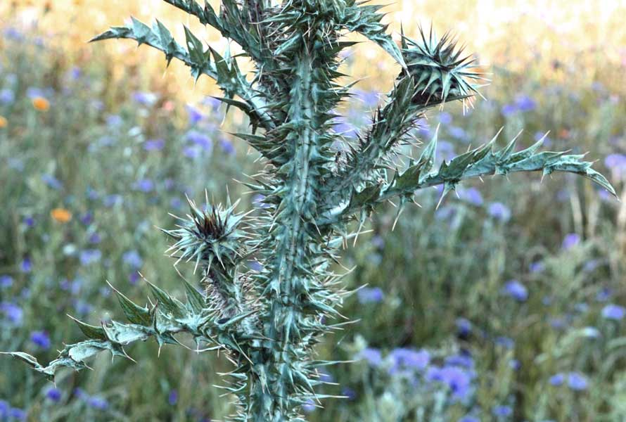 in alta montagna: rovo spiosissino?  No, Asteraceae: Onopordum illyricum