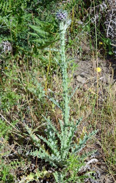 un cardo ancora?: Onopordum illyricum