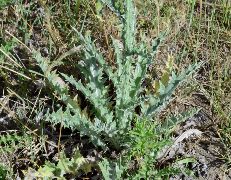 un cardo ancora?: Onopordum illyricum