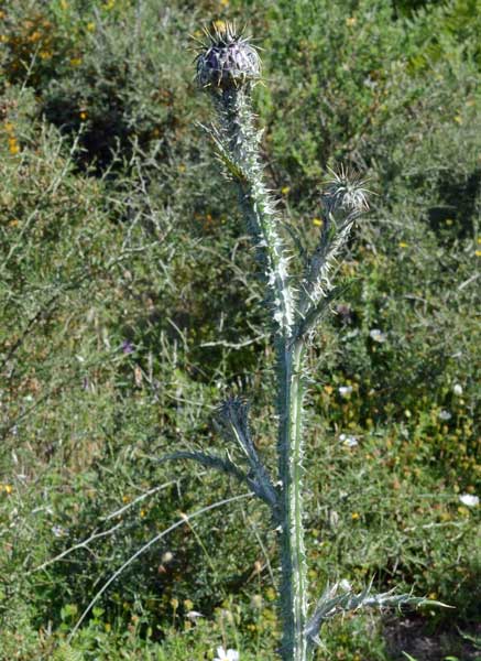 un cardo ancora?: Onopordum illyricum