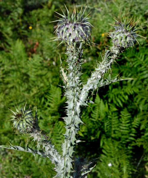 un cardo ancora?: Onopordum illyricum