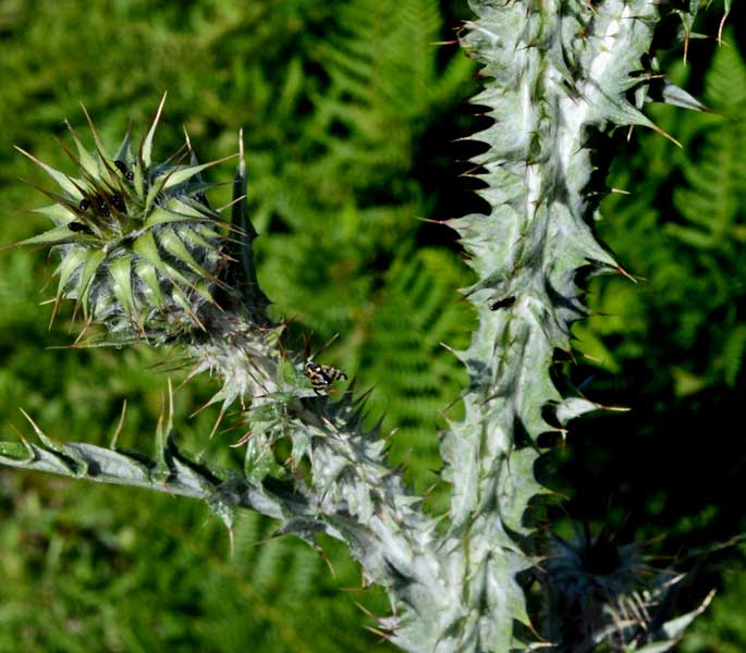 un cardo ancora?: Onopordum illyricum