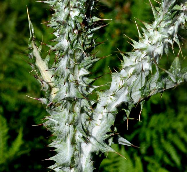 un cardo ancora?: Onopordum illyricum