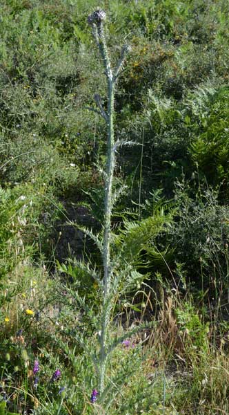 un cardo ancora?: Onopordum illyricum