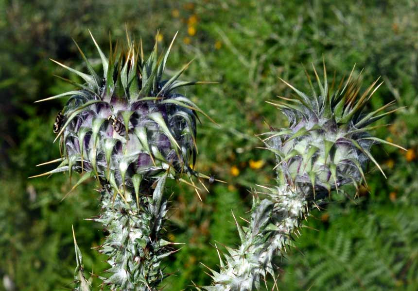 un cardo ancora?: Onopordum illyricum