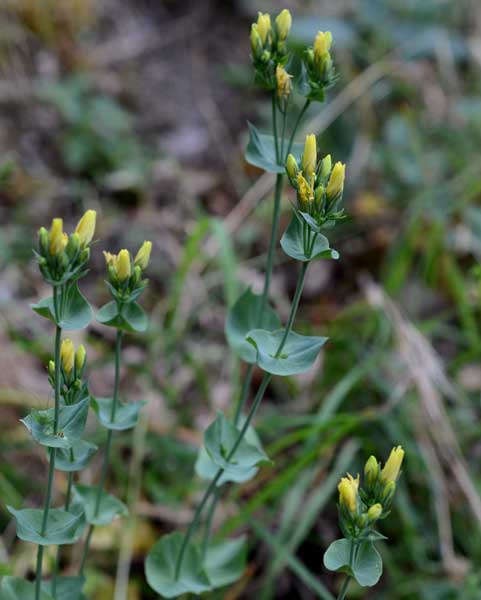 di che si tratta? Blackstonia sp. (Gentianaceae)