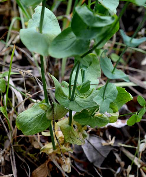 di che si tratta? Blackstonia sp. (Gentianaceae)