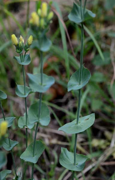di che si tratta? Blackstonia sp. (Gentianaceae)