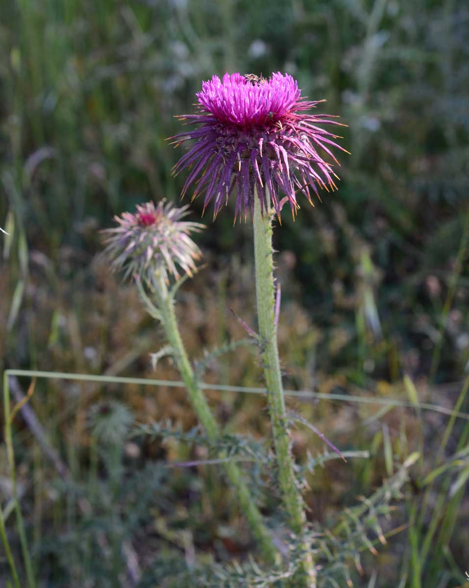 un cardo ancora?: Onopordum illyricum