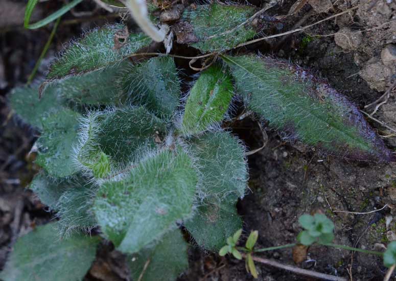 curioso di conoscere il suo nome: Hieracium sp.