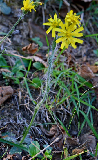 curioso di conoscere il suo nome: Hieracium sp.