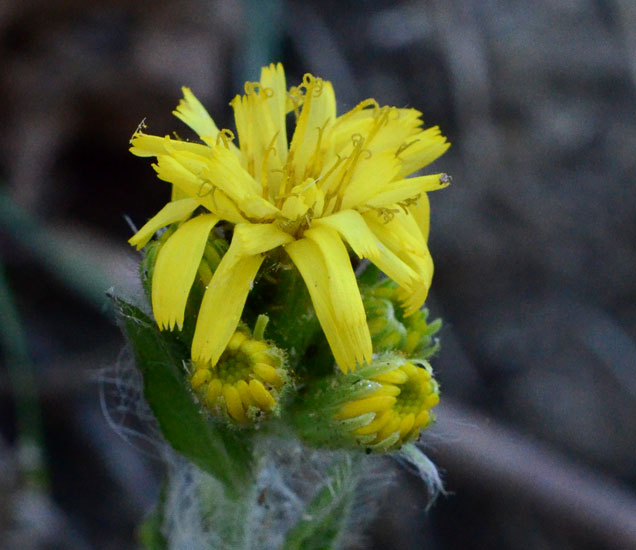 curioso di conoscere il suo nome: Hieracium sp.