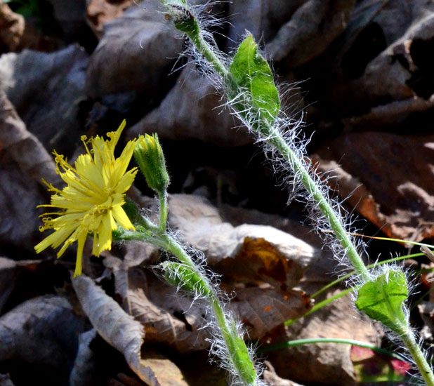 curioso di conoscere il suo nome: Hieracium sp.