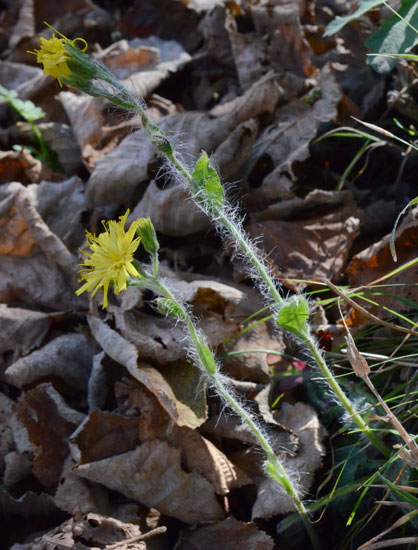curioso di conoscere il suo nome: Hieracium sp.